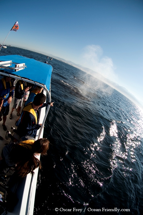 puerto vallarta whale watching with ocean friendly